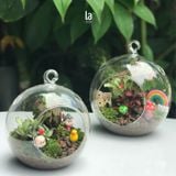  Terrarium 