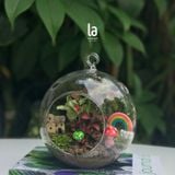  Terrarium 