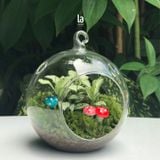  Terrarium 