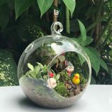  Terrarium 