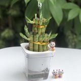  Trúc phát tài thủy sinh 
