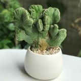  Xương rồng vân sơn 