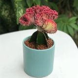  Xương rồng vân sơn 
