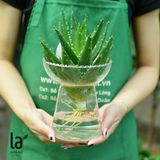  Lô hội thủy sinh 