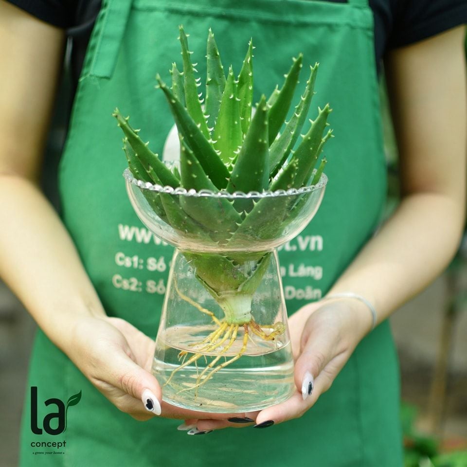  Lô hội thủy sinh 