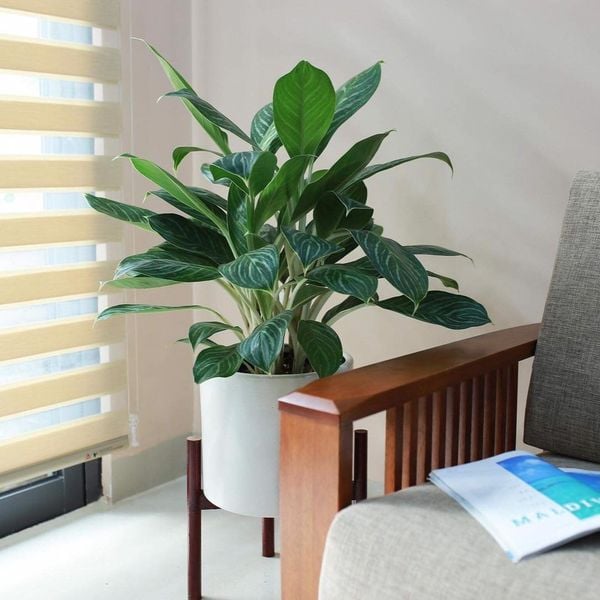  Bạch mã hoàng tử 