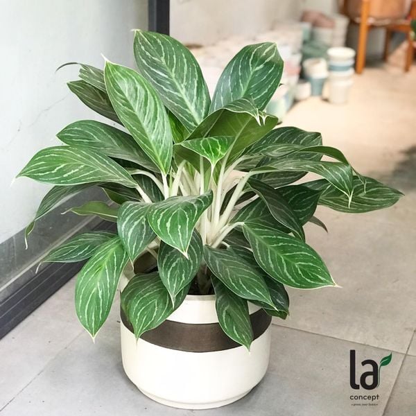  Bạch mã hoàng tử 