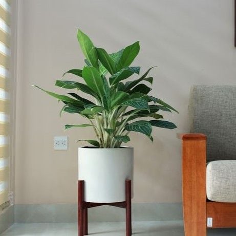  Bạch mã hoàng tử 