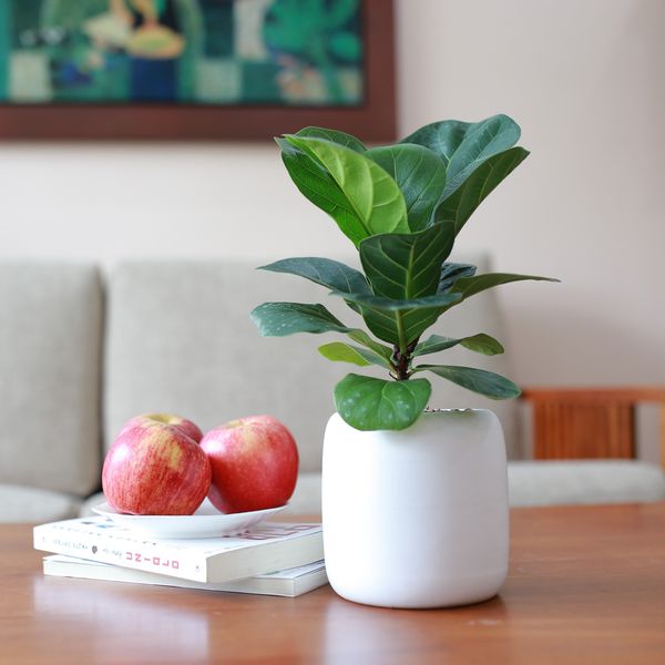  Bàng Singapore - size S 