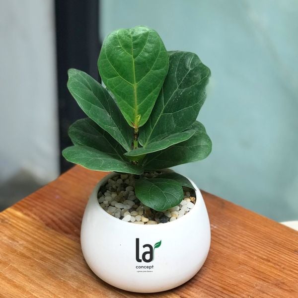  Bàng Singapore - size S 