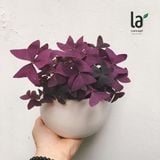  Bướm đêm 