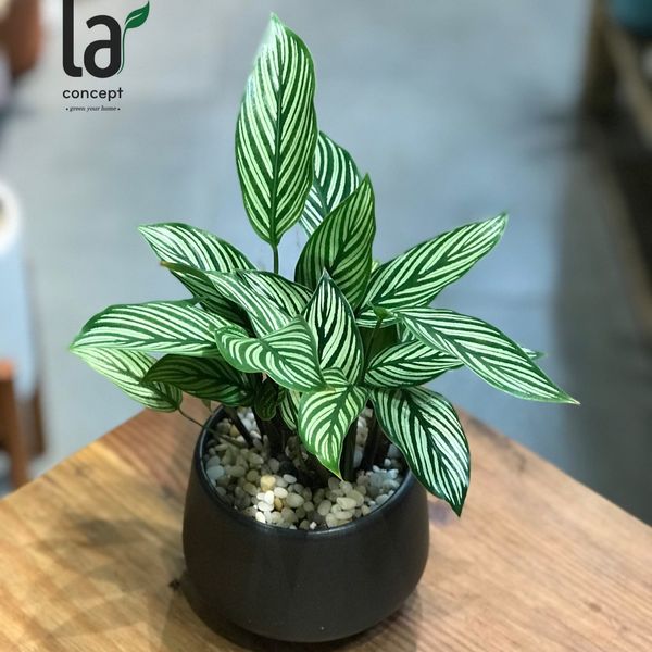  Đuôi công kẻ xanh 