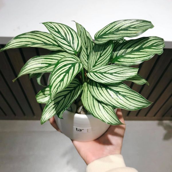  Đuôi công kẻ xanh 