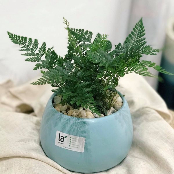  Dương xỉ chân nhện 