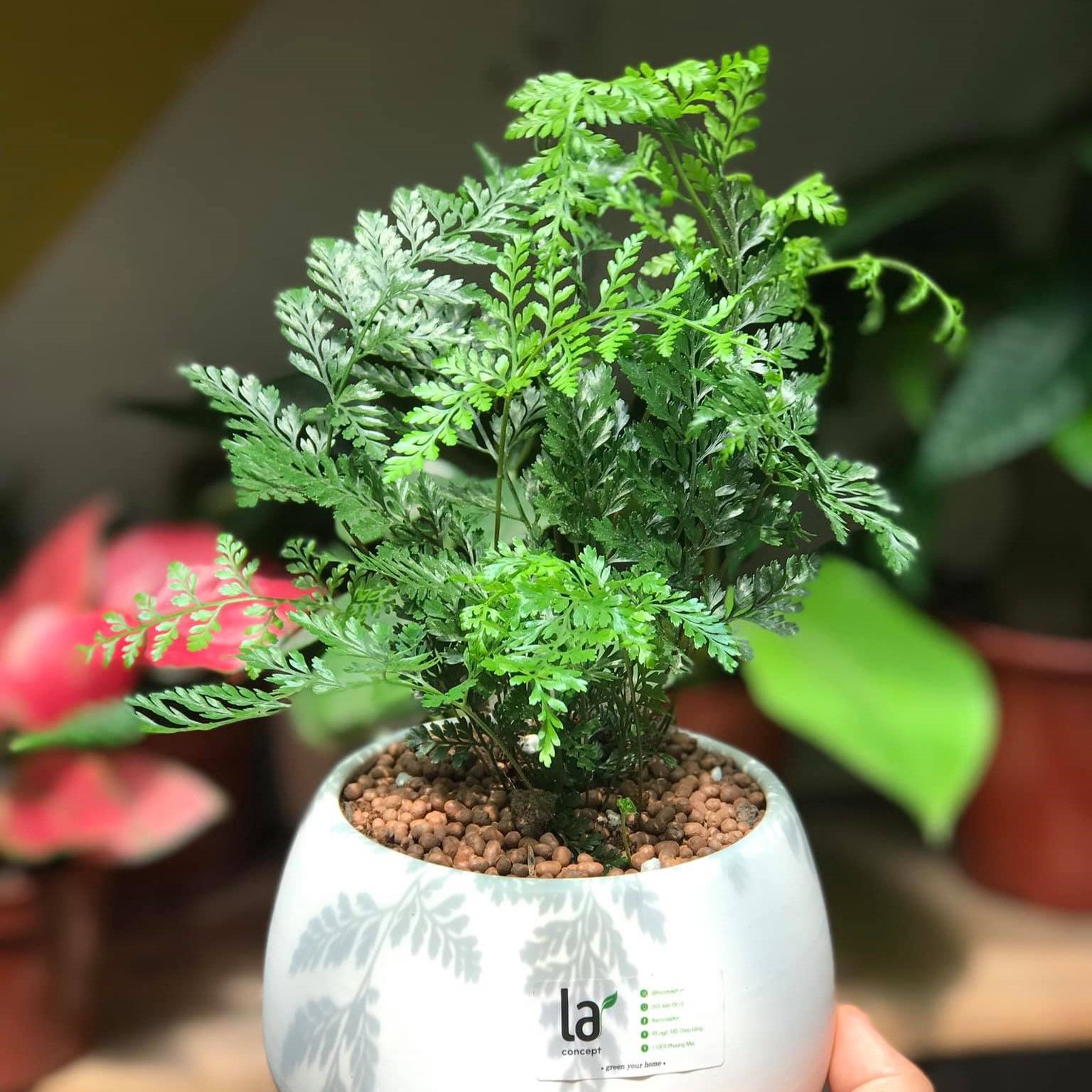  Dương xỉ chân nhện 