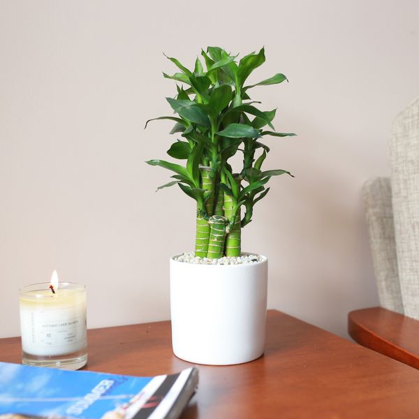  Trúc phát tài/Trúc phát lộc 