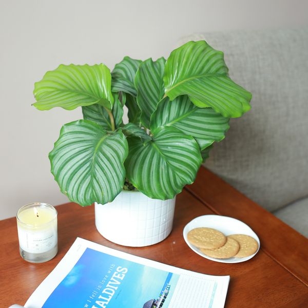  Đuôi công táo xanh 