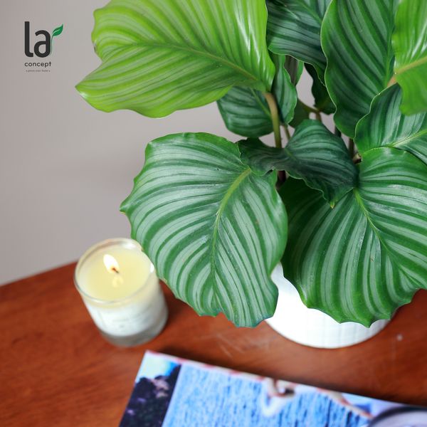  Đuôi công táo xanh 