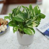  Vạn niên thanh cẩm thạch/Trầu bà sữa 