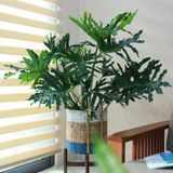  Monstera 