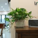  Vạn niên thanh/Trầu bà rũ 