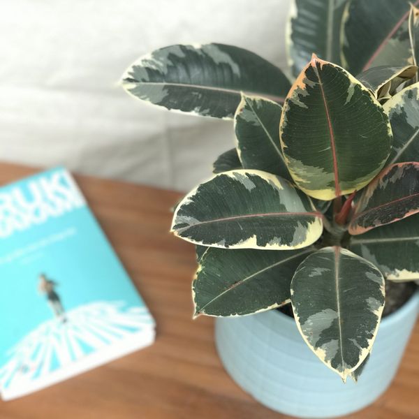  Đa cẩm thạch/Đa búp đỏ 