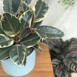  Đa cẩm thạch/Đa búp đỏ 