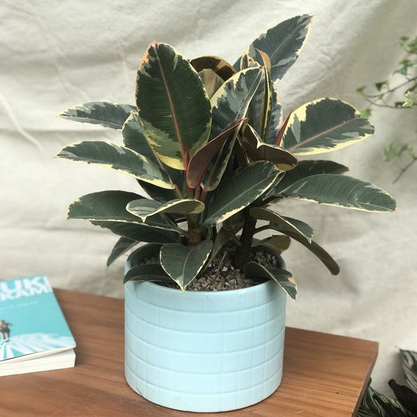  Đa cẩm thạch/Đa búp đỏ 