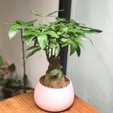  Kim ngân 1 gốc 
