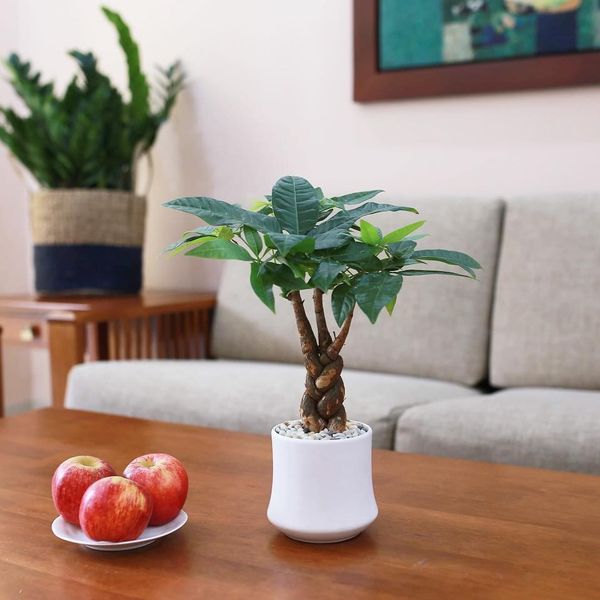  Kim ngân xoắn 3 gốc 