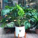  Monstera 