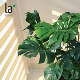  Monstera 