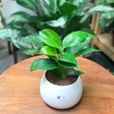  Trầu bà đế vương xanh 