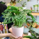  Trầu bà lá lỗ 