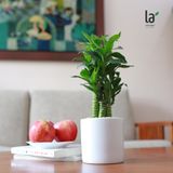  Trúc phát tài/Trúc phát lộc 