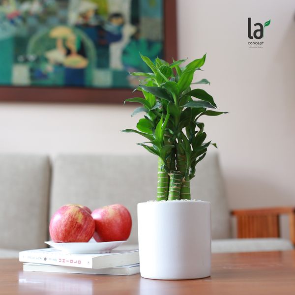  Trúc phát tài/Trúc phát lộc 