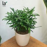  Tùng La Hán 