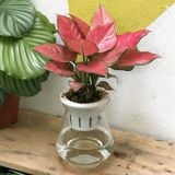  Vạn lộc hồng thủy sinh 