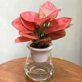 Vạn lộc hồng thủy sinh 