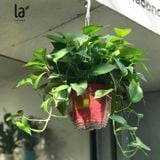  Vạn niên thanh/Trầu bà rũ 