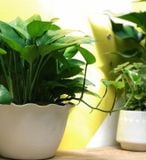 Vạn niên thanh/Trầu bà rũ 