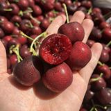  Cherry Mỹ size 9 