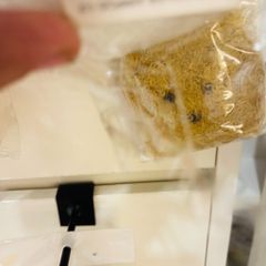 COVER AIRPOD SU DẺO GẤU BÔNG - LÔNG