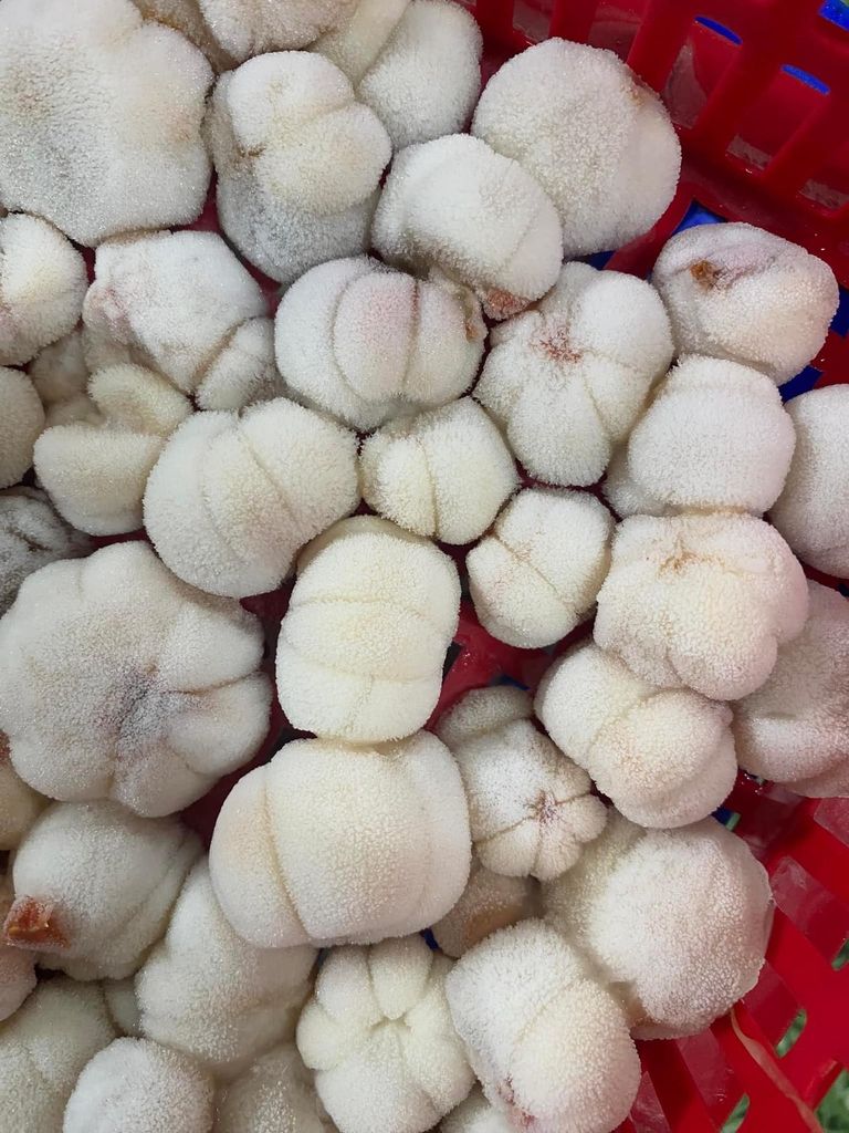 Măng cụt sấy thăng hoa gói 50g