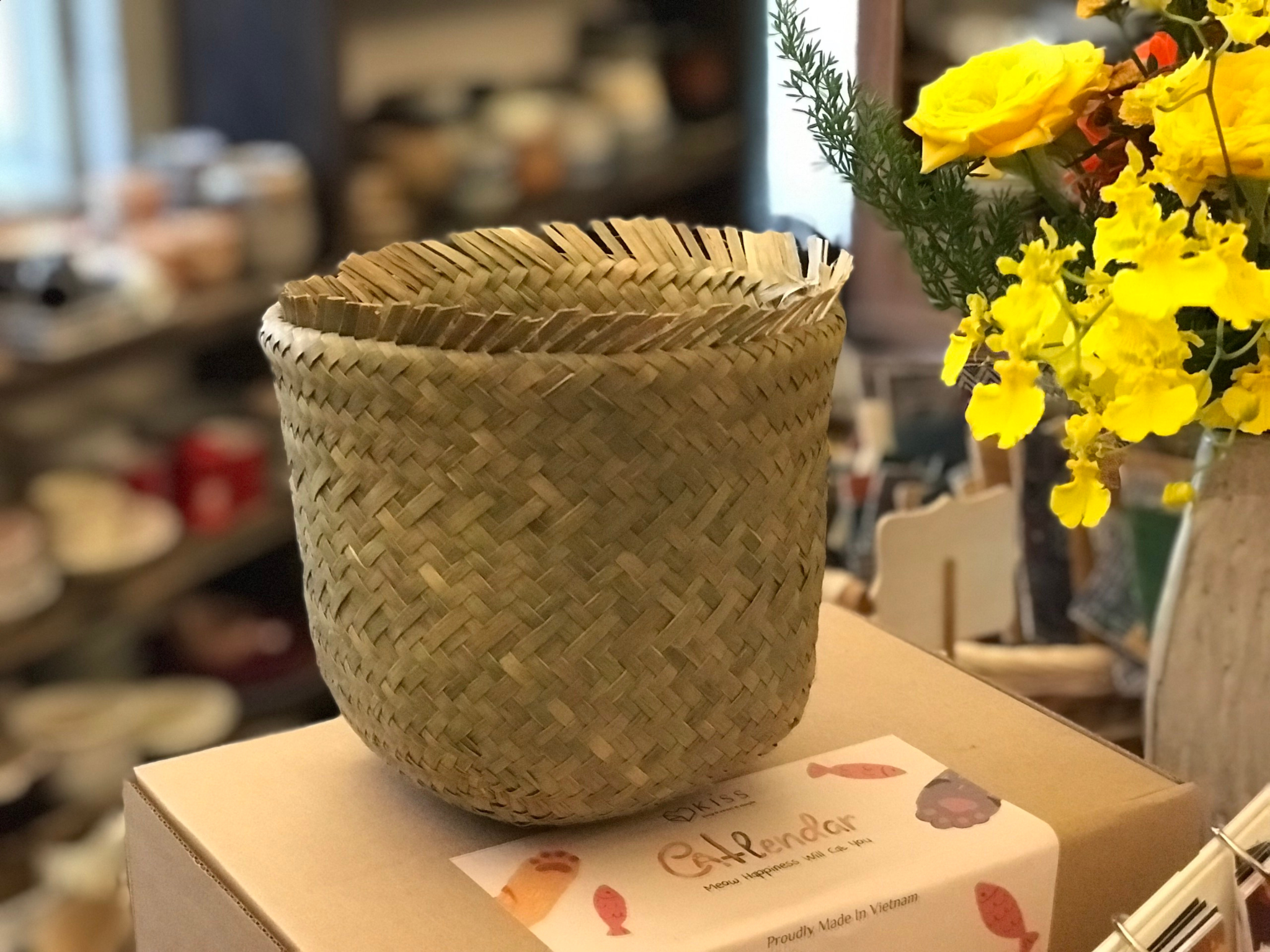 NT-Tụng cỏ bàng đáy 9cm
