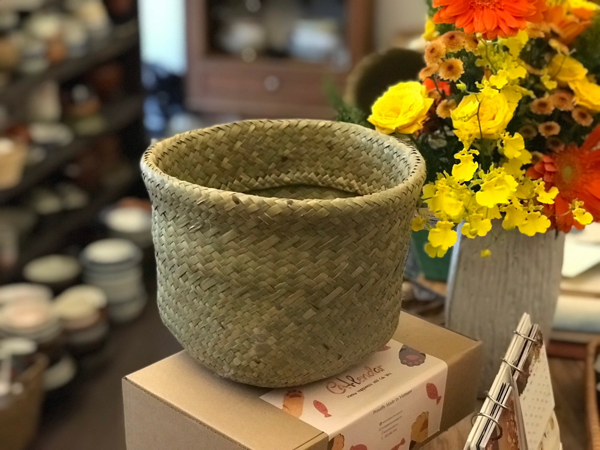 NT-Tụng cỏ bàng đáy 11cm