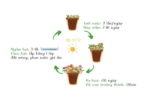  Hạt giống Mười giờ 