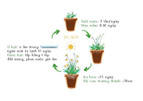  Hạt giống Cúc Tana 