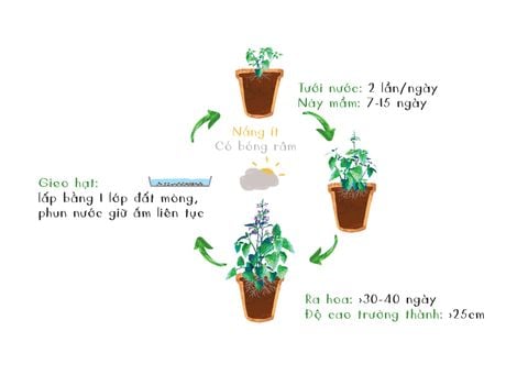  Hạt giống Cỏ mèo 