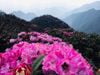 TOUR CHINH PHỤC ĐỈNH PU TA LENG 3.049 M – ĐẮM SAY KHU VƯỜN CỔ TÍCH